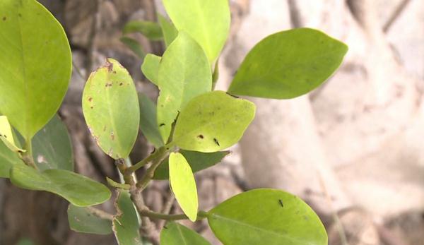 广东人注意，近期少穿这两种颜色衣服出门！