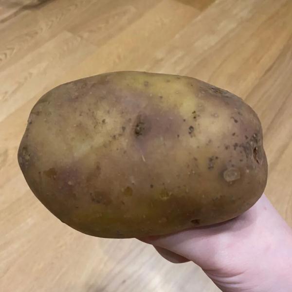 土豆发芽还能吃吗？怎么有效利用花盆种菜？