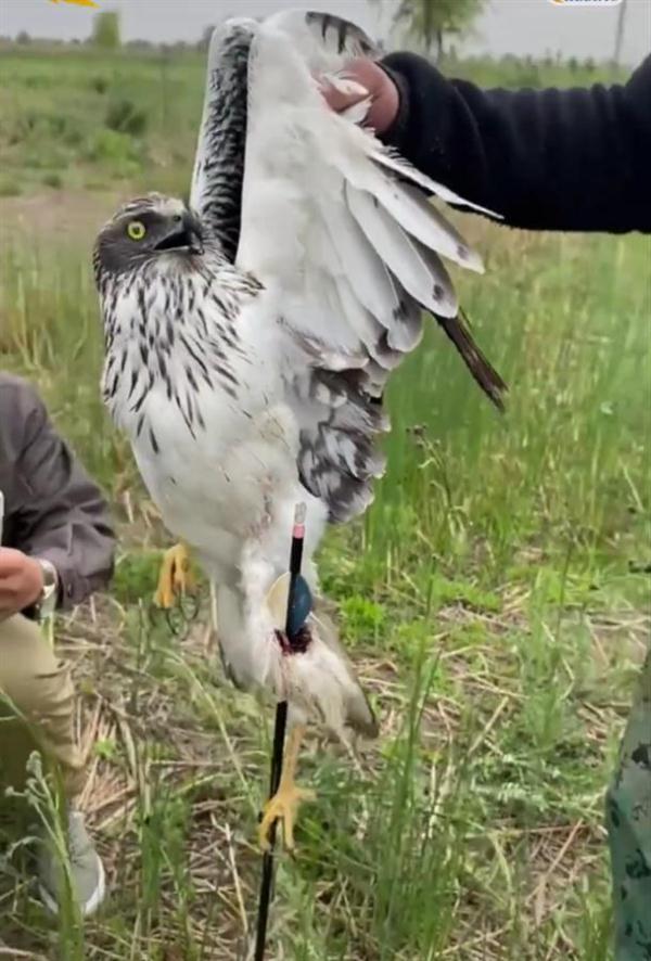 鸟坚强带箭飞翔的白腹鹞野外生存9日后被找到