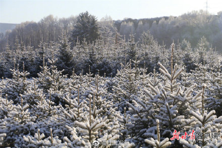 四月飞雪 祁连山下美如画