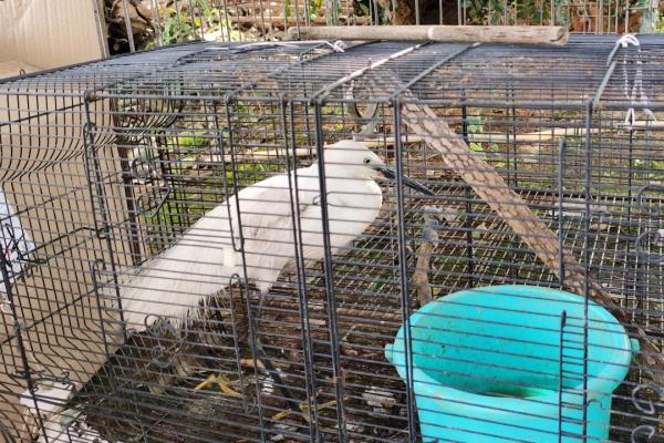 豹猫、白鹭鸶、领角鸮……这些被蜀黍救助的“小可爱”，你都认识吗？