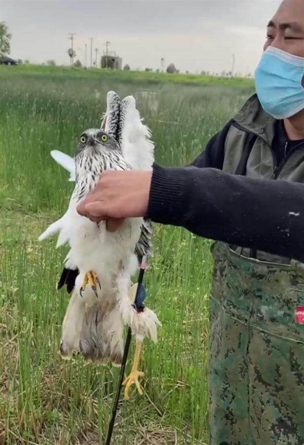 自4月19日接到消息起,他们一直在现场密切关注和观察中箭白腹鹞的情况