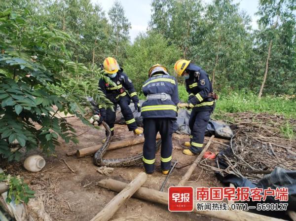 头皮发麻！被咬一口后，眼镜王蛇又爬上广西阿伯的肩膀！