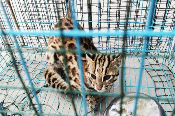 豹猫、白鹭鸶、领角鸮……这些被蜀黍救助的“小可爱”，你都认识吗？