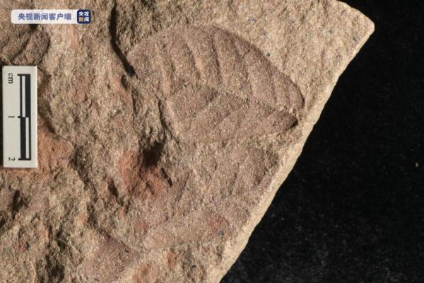 一千五百万年前喜马拉雅山脉的叶子长什么样？