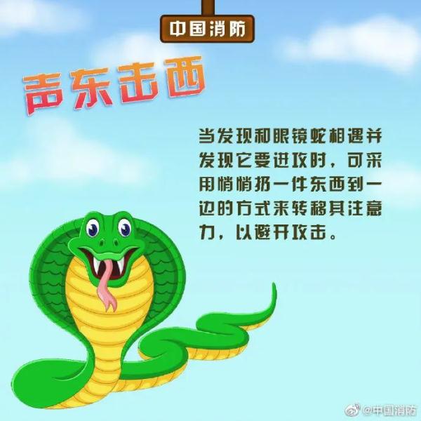 头皮发麻！被咬一口后，眼镜王蛇又爬上广西阿伯的肩膀！