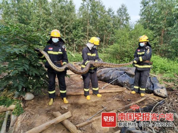 头皮发麻！被咬一口后，眼镜王蛇又爬上广西阿伯的肩膀！
