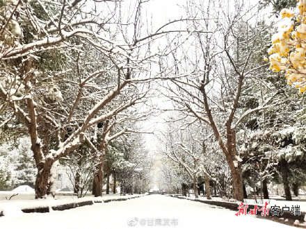 四月飞雪 祁连山下美如画