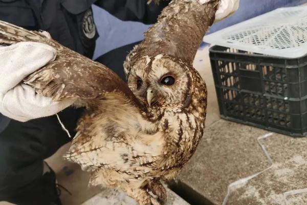 豹猫、白鹭鸶、领角鸮……这些被蜀黍救助的“小可爱”，你都认识吗？