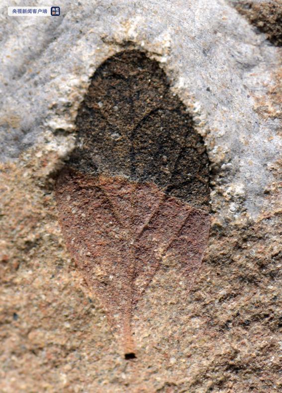 一千五百万年前喜马拉雅山脉的叶子长什么样？