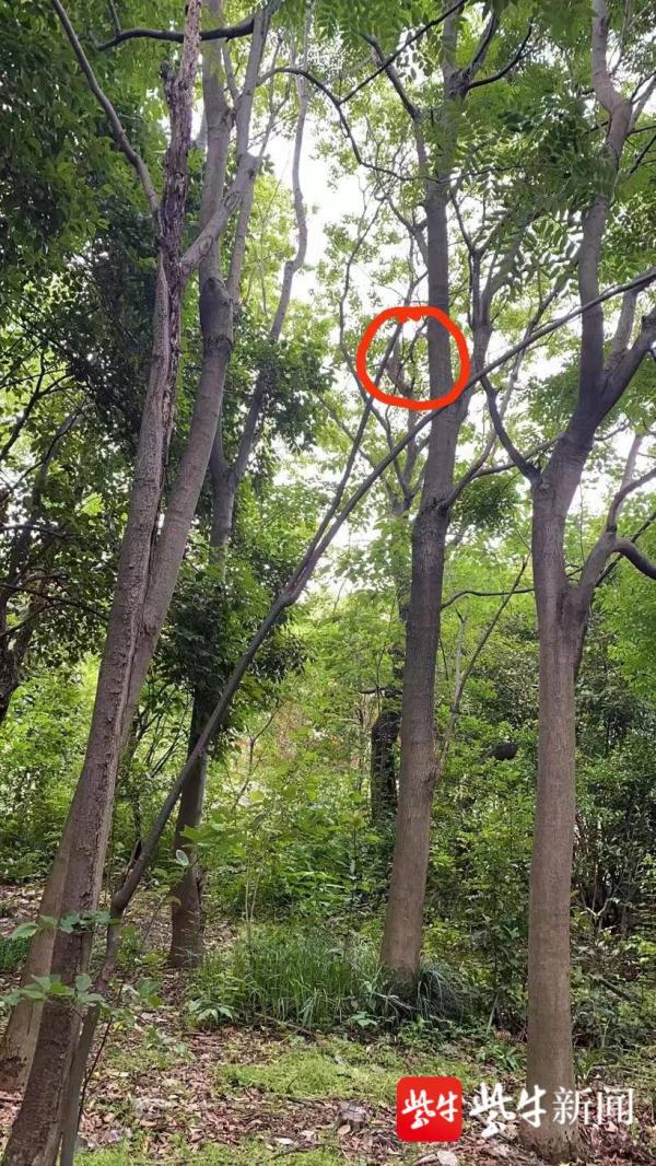 南京流浪猴被抓细节曝光：志愿者追踪4天，趁其在树上睡觉时抓获