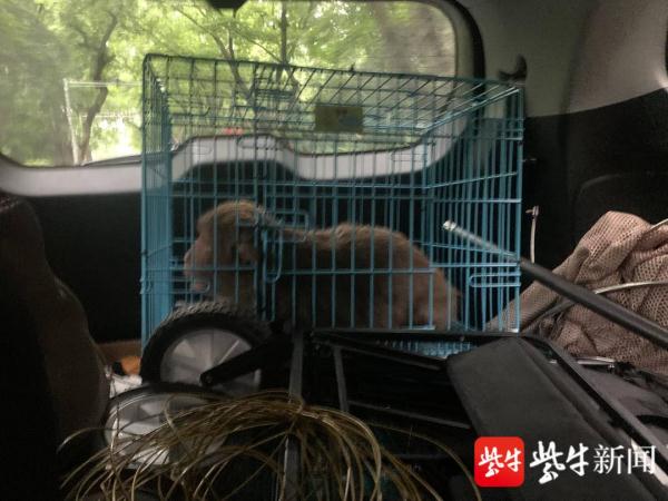 南京流浪猴被抓细节曝光：志愿者追踪4天，趁其在树上睡觉时抓获