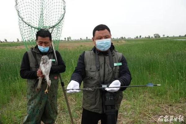白腹鹞腿部中箭 热心人合力救助
