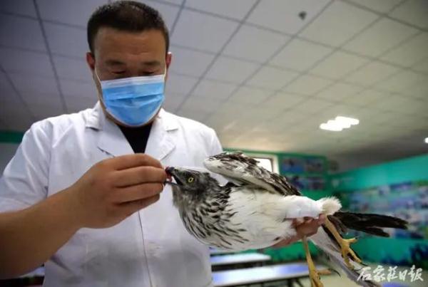 白腹鹞腿部中箭 热心人合力救助