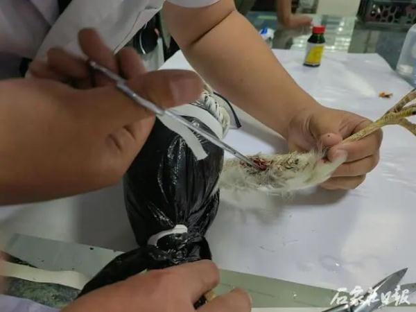 白腹鹞腿部中箭 热心人合力救助
