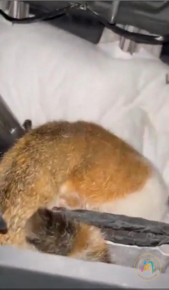 吓坏！车辆正在高速路上行驶，座椅下方突然跑出一只猫