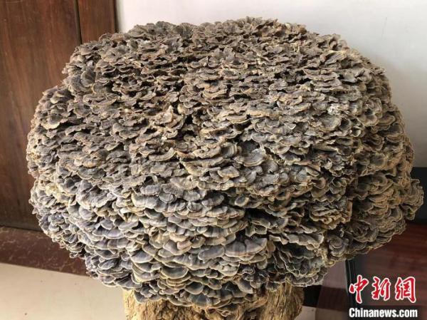 河北易县发现一株直径80厘米重22斤特大野生云芝