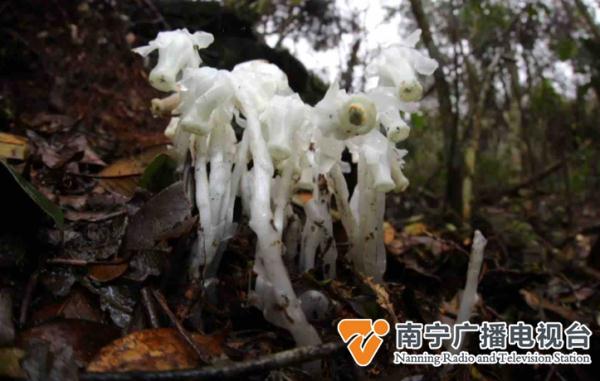 如水晶般透明的野外“精灵”？神奇植物惊现大明山