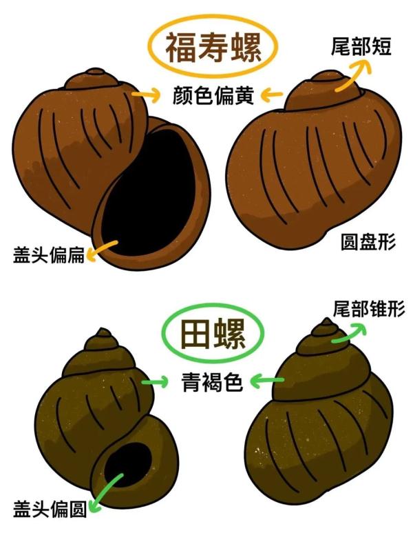 转发提醒！如何辨别田螺和福寿螺