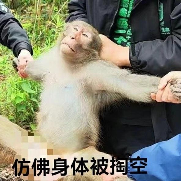 哈哈,这个“江洋大盗”,落网了! 哈哈,这个“江洋大盗”,落网了!