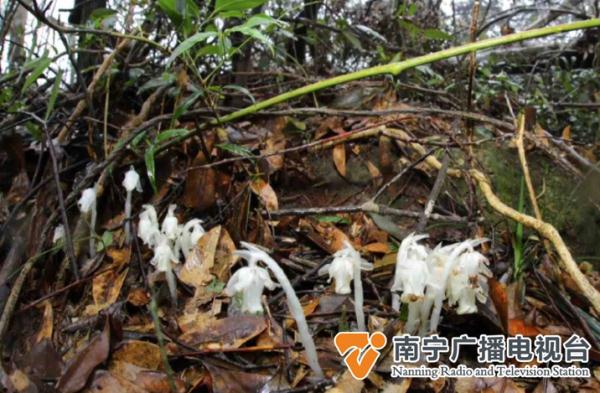 如水晶般透明的野外“精灵”？神奇植物惊现大明山