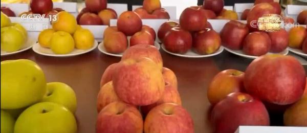 【走进老区看新貌】洛川苹果名扬天下 苹果花开幸福来到 【走进老区看新貌】洛川苹果名扬天下 苹果花开幸福来到