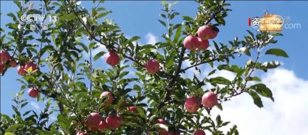 【走进老区看新貌】洛川苹果名扬天下 苹果花开幸福来到 【走进老区看新貌】洛川苹果名扬天下 苹果花开幸福来到