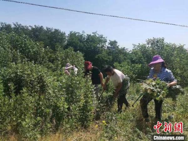 “药王故里”的转型之路：陕西铜川以“药”为“引”促产业链提档升级