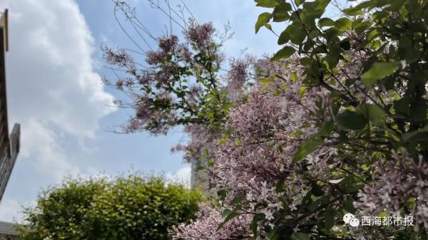 很快,西宁气温将冲上25℃! 很快,西宁气温将冲上25℃!