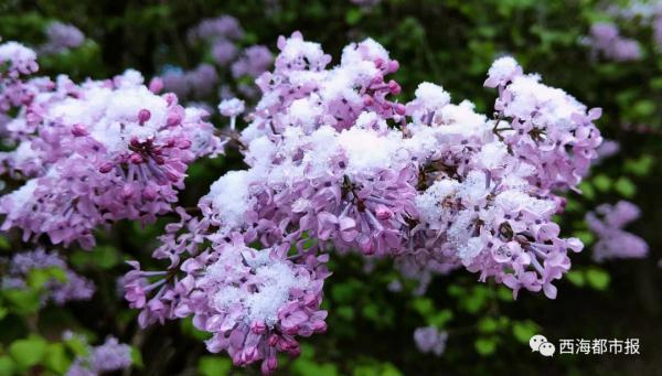 很快,西宁气温将冲上25℃! 很快,西宁气温将冲上25℃!