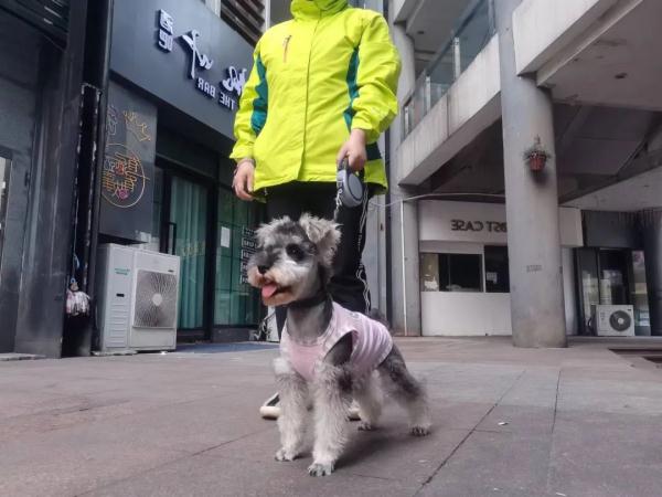 最新通告!镇江给养狗“上规矩”! 最新通告!镇江给养狗“上规矩”!