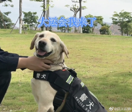 警犬图片天狼妞妞图片