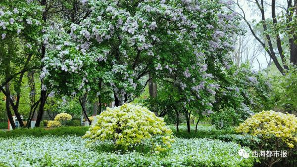 很快,西宁气温将冲上25℃! 很快,西宁气温将冲上25℃!