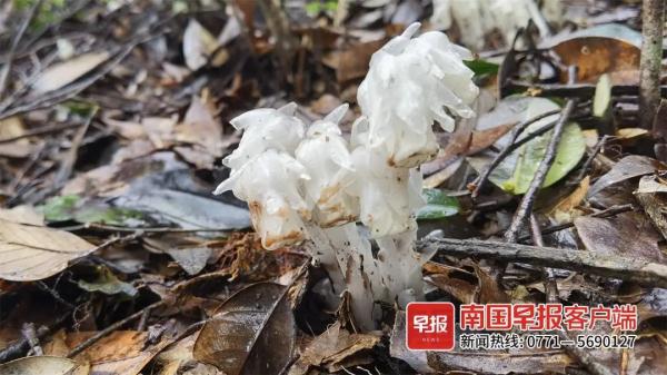 广西大明山保护区首次发现大果假水晶兰！