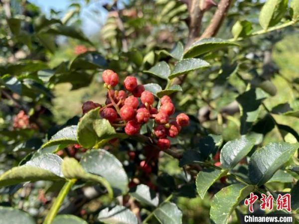 “药王故里”的转型之路：陕西铜川以“药”为“引”促产业链提档升级