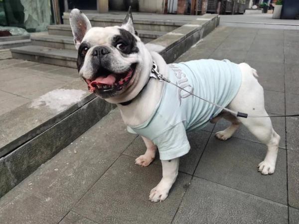 最新通告!镇江给养狗“上规矩”! 最新通告!镇江给养狗“上规矩”!