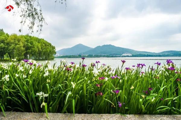 花开正好，南京玄武湖五一赏花攻略来了