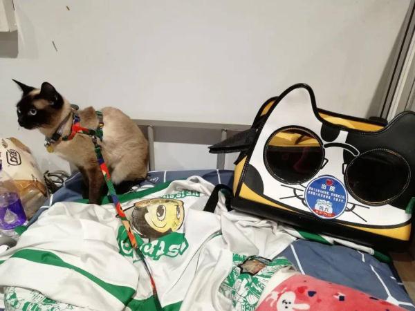 被主人带进方舱的猫猫，顺利毕业啦