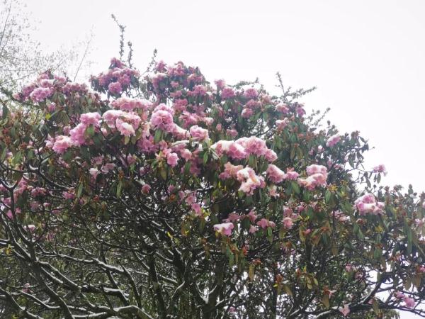 云南昆明、曲靖、昭通、楚雄等地降雪了！未来24小时天气为……