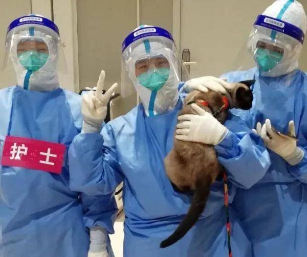 被主人带进方舱的猫猫，顺利毕业啦