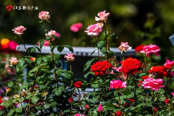 花开正好，南京玄武湖五一赏花攻略来了