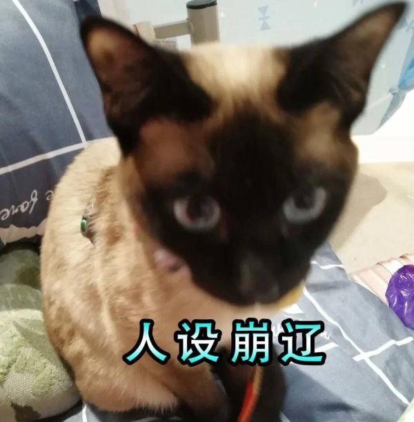 被主人带进方舱的猫猫，顺利毕业啦