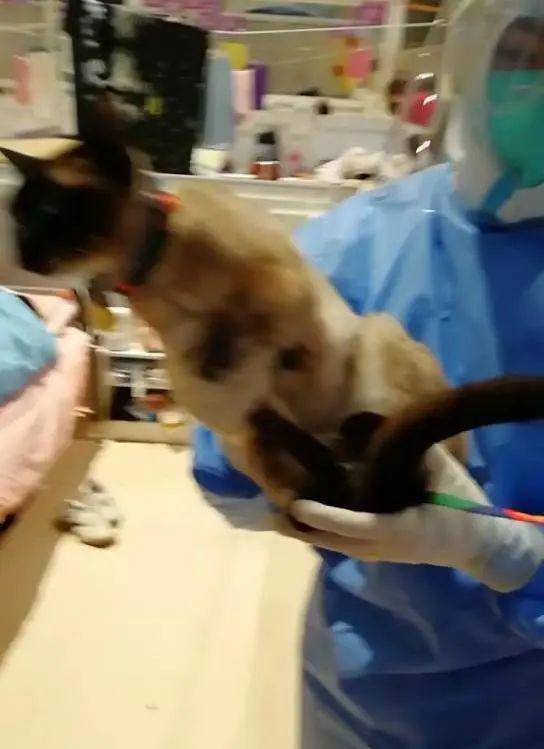 被主人带进方舱的猫猫，顺利毕业啦