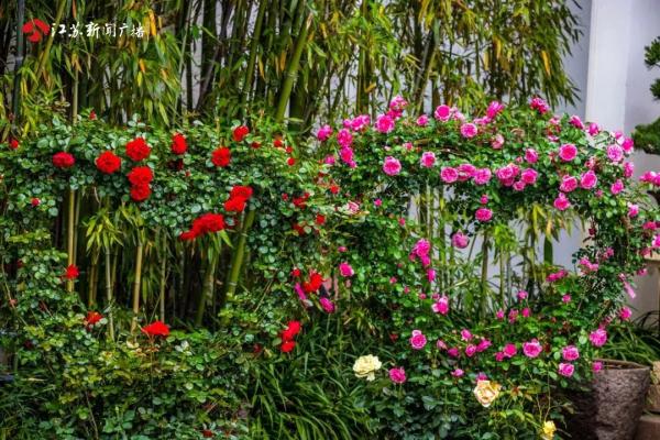 花开正好，南京玄武湖五一赏花攻略来了