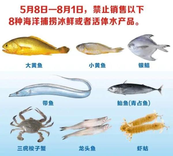 东海全面进入伏季休渔期!5月8日后,这些美味海鲜要吃不到了 东海全面进入伏季休渔期!5月8日后,这些美味海鲜要吃不到了