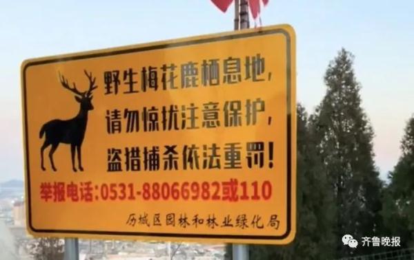 是“压马鹿”，不是“轧马路”！