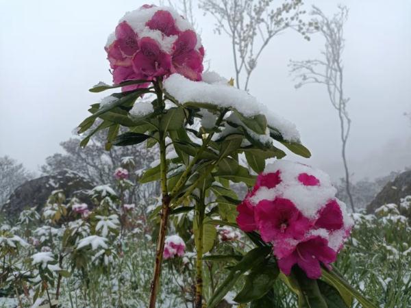 云南昆明、曲靖、昭通、楚雄等地降雪了！未来24小时天气为……