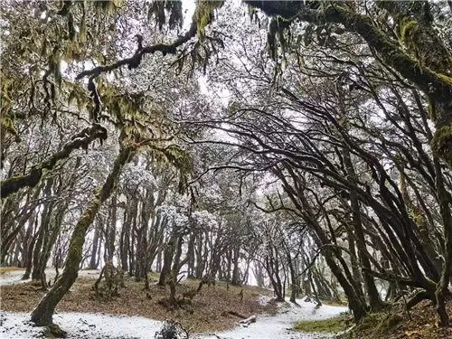 云南昆明、曲靖、昭通、楚雄等地降雪了！未来24小时天气为……