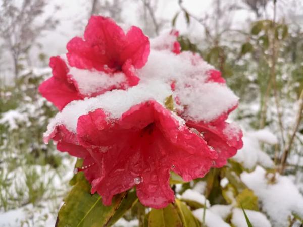 云南昆明、曲靖、昭通、楚雄等地降雪了！未来24小时天气为……