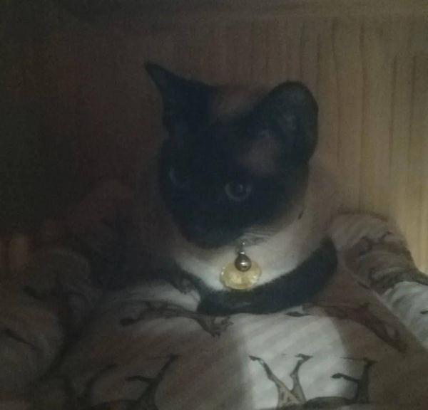 被主人带进方舱的猫猫，顺利毕业啦